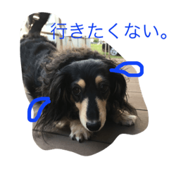 [LINEスタンプ] ミニチュアダックス ラブちゃん