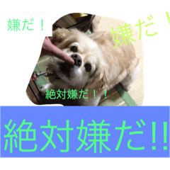 [LINEスタンプ] ひめちゃんスタンプ(家用)