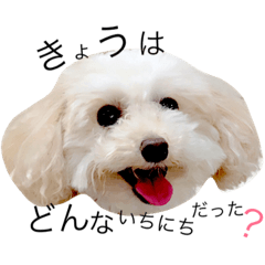 [LINEスタンプ] 過保護のあずきちゃん1