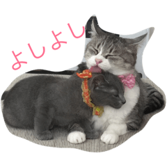[LINEスタンプ] 我が家の  猫たち