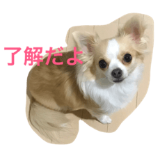[LINEスタンプ] ちろたん