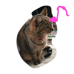 [LINEスタンプ] 可愛い可愛い猫ちゃん