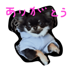 [LINEスタンプ] ちわわのぽーちゃん