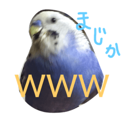 [LINEスタンプ] インコのハッピー 色んな顔