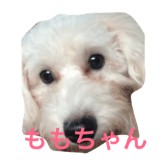 [LINEスタンプ] 我が家のいぬ3