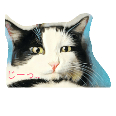 [LINEスタンプ] にゃんドル しらたま