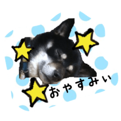 [LINEスタンプ] 高木家のハル