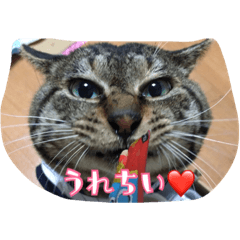 [LINEスタンプ] のりとらじるしvol.3