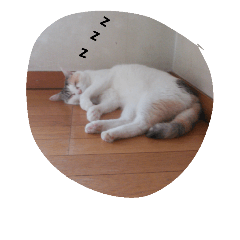 [LINEスタンプ] 猫 1