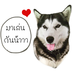 [LINEスタンプ] Nung Lucky Lovely Fake Dog.