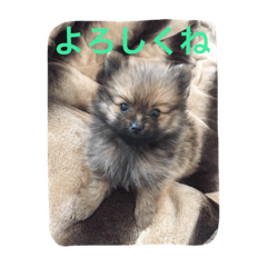 [LINEスタンプ] ポメのポコちゃん