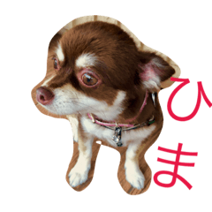 [LINEスタンプ] ぴぽとチョコ