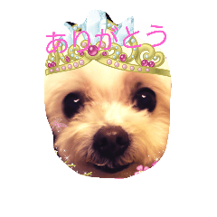 [LINEスタンプ] マルチーズのハッピーパート2