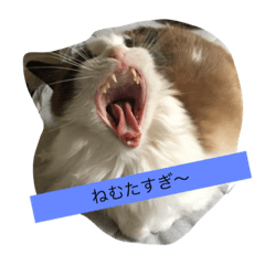 [LINEスタンプ] 猫好きさんのための使えるスタンプ