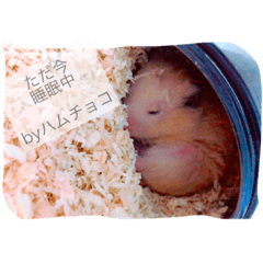 [LINEスタンプ] ハムチョコとはなの日常