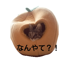 [LINEスタンプ] みかん2