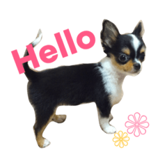 [LINEスタンプ] チワワのレオ