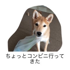 [LINEスタンプ] 豆柴のシュールで日常使えるスタンプ