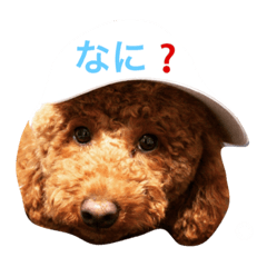 [LINEスタンプ] プードル (スカイとシェリー)