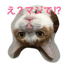 [LINEスタンプ] アレンのつぶやき