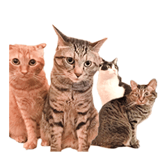 [LINEスタンプ] 盆子原家の猫たち