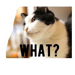 [LINEスタンプ] にゃんドル しらたま