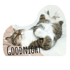 [LINEスタンプ] にゃんドル こま