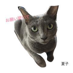 [LINEスタンプ] we are lovery cats