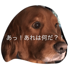 [LINEスタンプ] ウッディーの日常