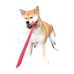 [LINEスタンプ] 柴犬りぼんちゃん〜自由気まま編〜