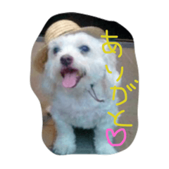 [LINEスタンプ] マルチーズのまろん2