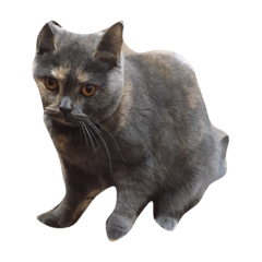 [LINEスタンプ] 我が家の猫()