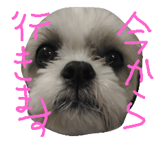 [LINEスタンプ] チロピッピ
