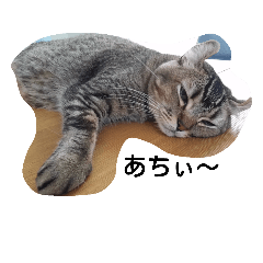 [LINEスタンプ] カールとレオの仲良しコンビ