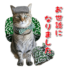 [LINEスタンプ] 猫写真スタンプ