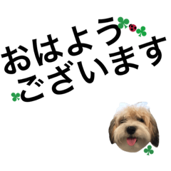 [LINEスタンプ] チワマル ぴかる♪5