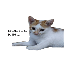 [LINEスタンプ] cat cute overload
