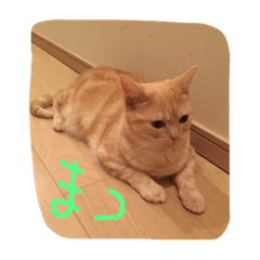 [LINEスタンプ] トロミン（猫）