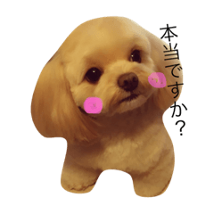 [LINEスタンプ] ぷにぷにふぁちゃん