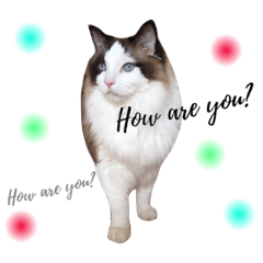 [LINEスタンプ] ＊My pet's pert 2＊