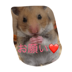 [LINEスタンプ] ゴールデンハムスターふぅ＆みぅ＆ベヒハム