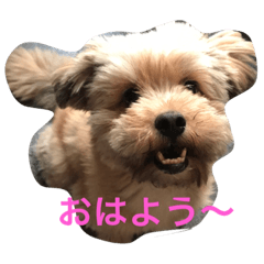 [LINEスタンプ] ポメプー ココの平凡な一日