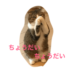 [LINEスタンプ] 桜田家のねこ
