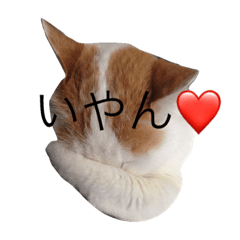 [LINEスタンプ] ソラにゃん
