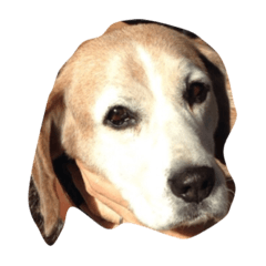 [LINEスタンプ] LOVEDOGS