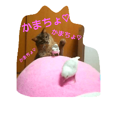 [LINEスタンプ] 猫と鳥の smile life ！！