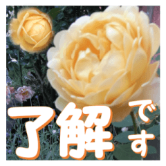 [LINEスタンプ] 薔薇の花♡GC_挨拶メッセージの画像（メイン）