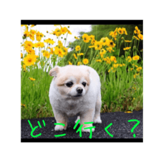 [LINEスタンプ] 木下家のコロスケ