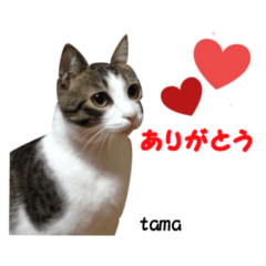 [LINEスタンプ] tama ＆ chi