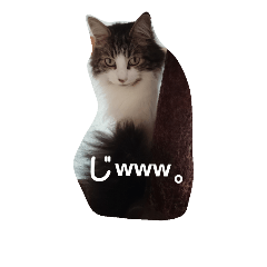 [LINEスタンプ] にゃんほー